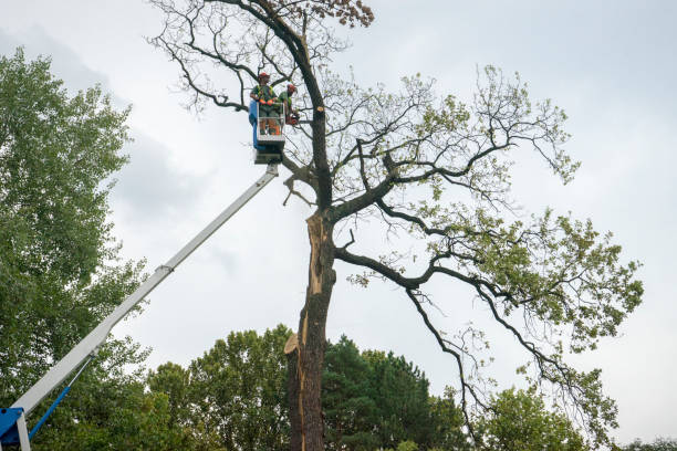 The Steps Involved in Our Tree Care Process in Pinehurst, TX